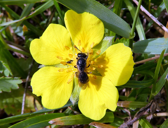 Fingerkrautblüte