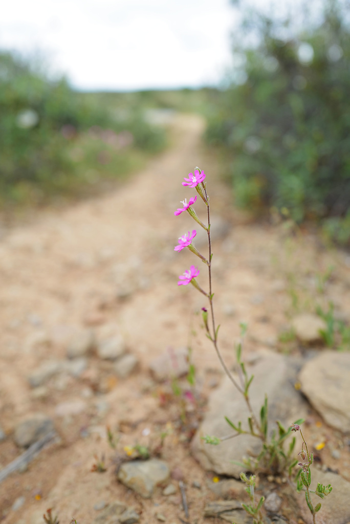 Silene scabriflora, Caryophyllales