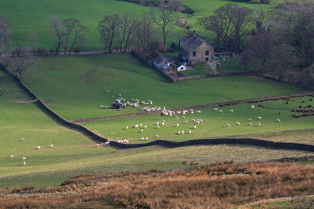 Sheep traffic jam