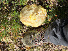 ID?