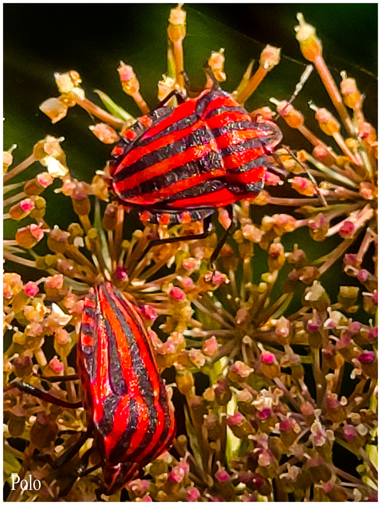 Graphosoma lineatum + (2 notas)