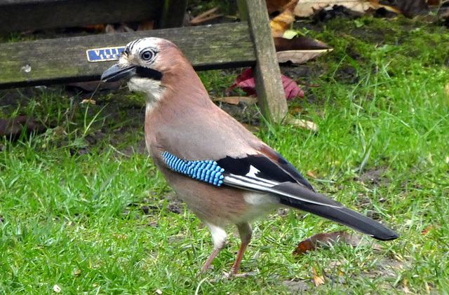 Ein Prachtvogel