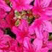 Flowers for club news