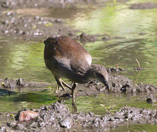 EF7A1134 Moorhen