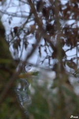 Toujours bien cachée l'aigrette