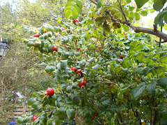 wpd[25] / gdn[25] - red berries