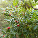 wpd[25] / gdn[25] - red berries