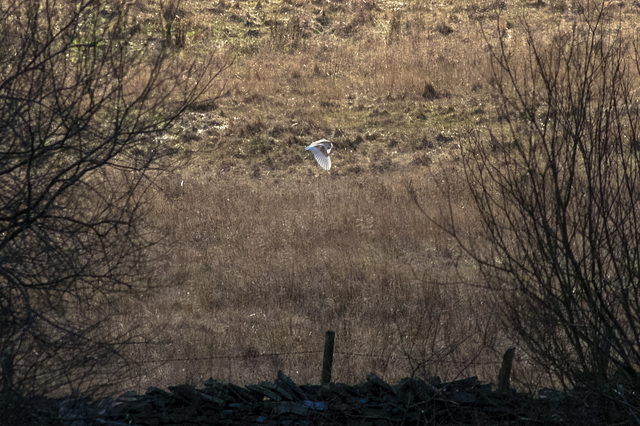 Barn Owl