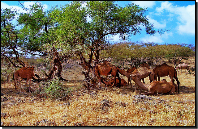 oasis of camels in Oman (411)