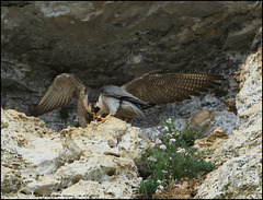 FAUCON PELERIN
