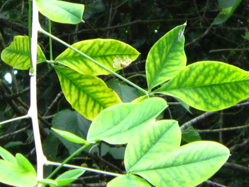 Wonder why the leaves are suddenly variegated