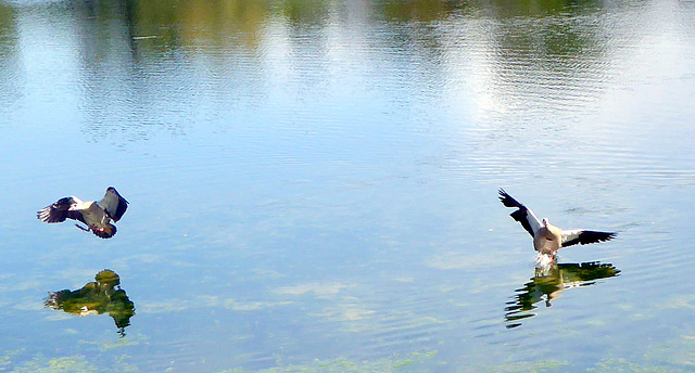 Nilgänse - Landeanflug im Wasser