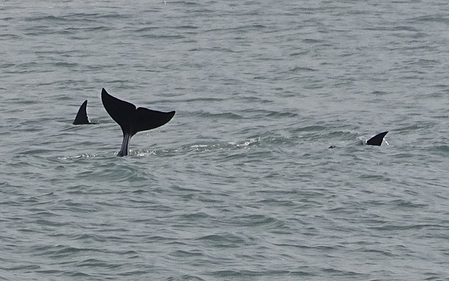 DSC05302a - boto-da-tainha Tursiops truncatus gephyreus, Cetaceae