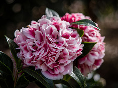 More camellias