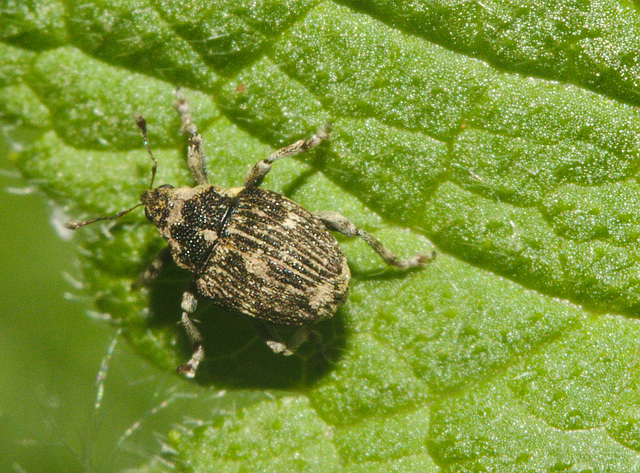 Weevil IMG_4907