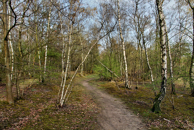 Ehemalige Gleisanlage (Brache Vondern, Oberhausen-Osterfeld) / 8.04.2018