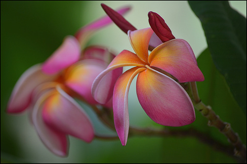 Plumeria