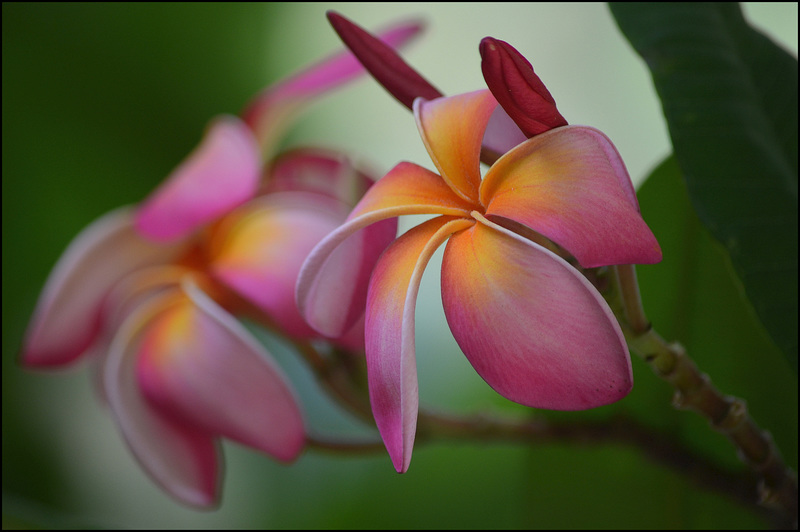 Plumeria