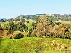 South of Te Kuiti