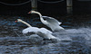 SwanEF7A0361