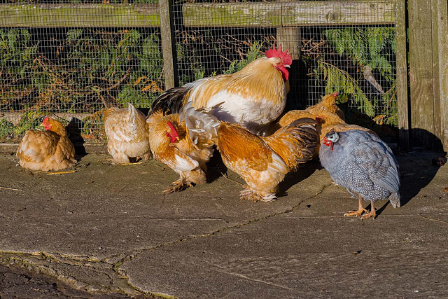 A huddle of chickens