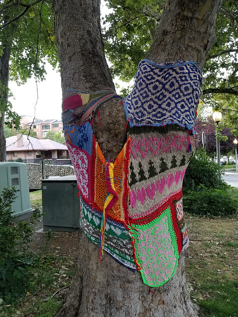 Yarn-bombed tree (cozy tree sweater) Memory Grove