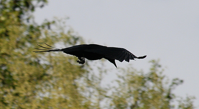 Vol de l'oiseau noir