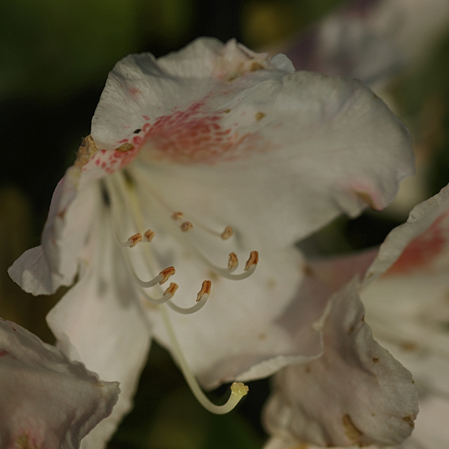 Aesculus hippocastanum