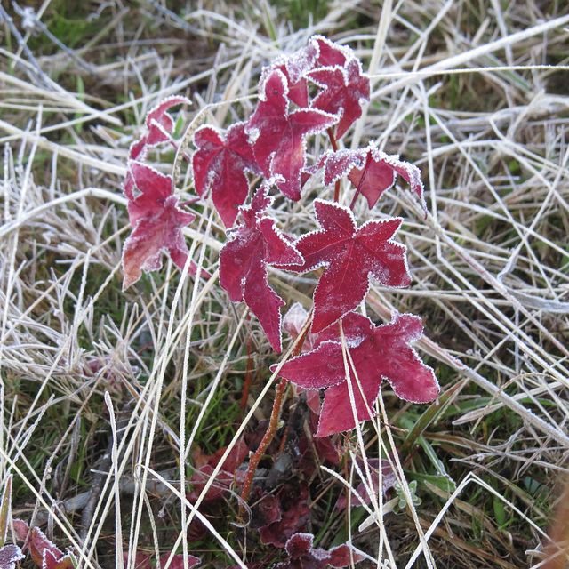 Sweet-gum leaves with frost