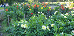 Dahliengarten im Altonaer Volkspark