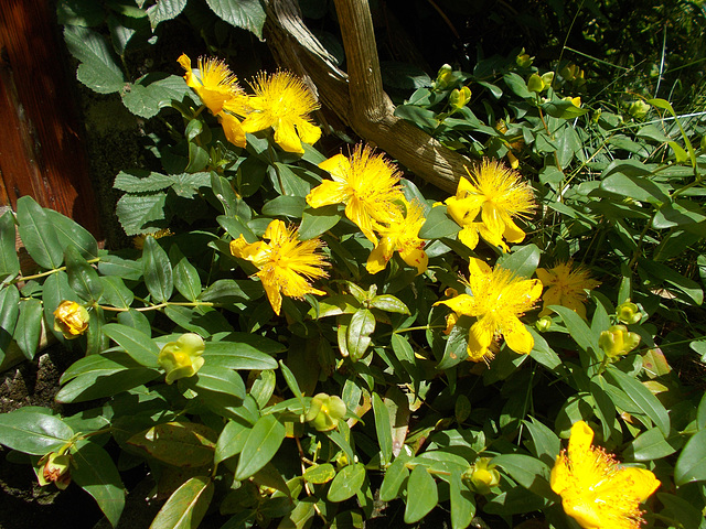 gdn - St John's Wort [2 of 2]