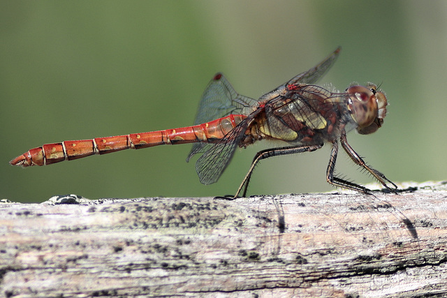 IMG 1675 commonDarter dpp