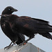 EOS 90D Peter Harriman 10 16 09 99021 crows dpp