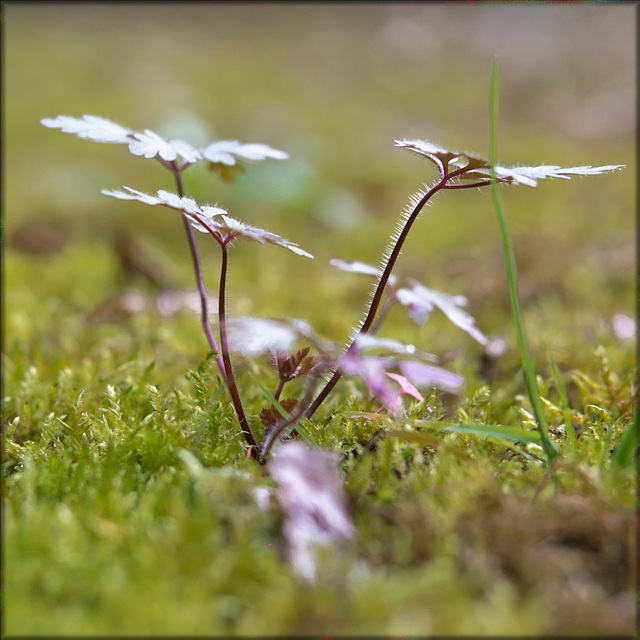 _moss on concrete