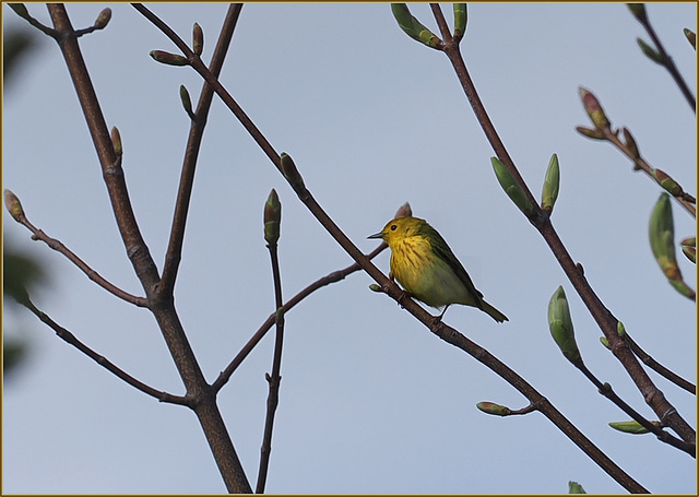 Yellow warbler