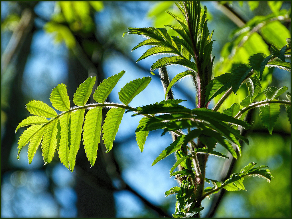 New Sumac