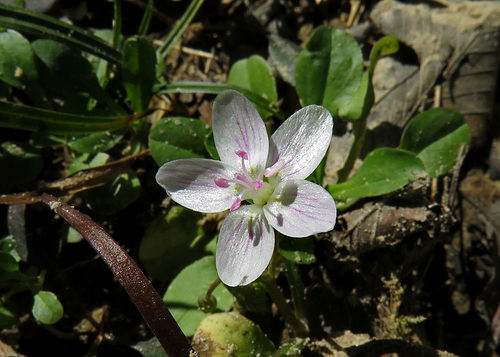 Spring Beauty