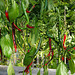 Capsicum 'Joe's Long'