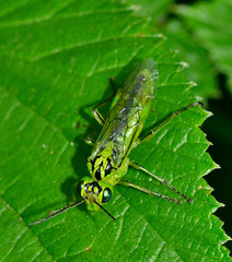 Sawfly. Rhogagaster viridis