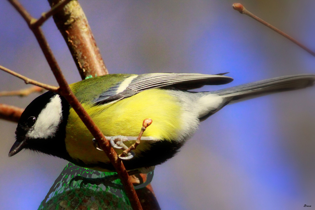 Mésange charbonnière