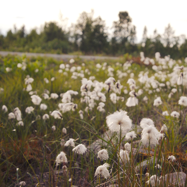 Cottongrass