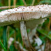 Fungi