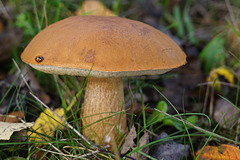 Birken-Rotkappe mit asatischem Marienkäfer