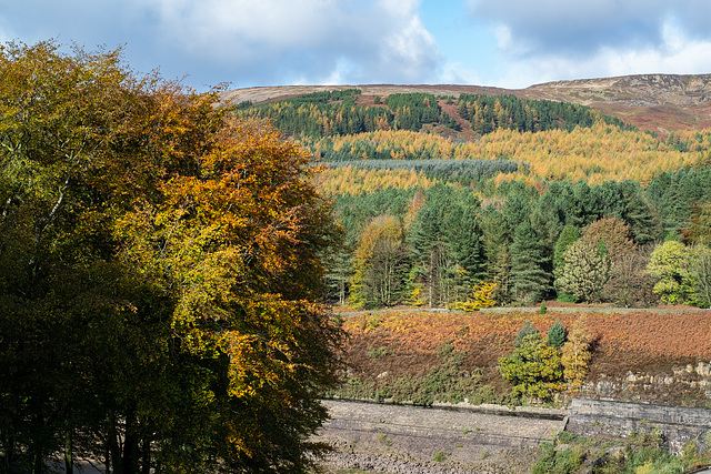 Beeches in the foreground