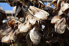 Norway, Lofoten Islands, Dried Cod Heads