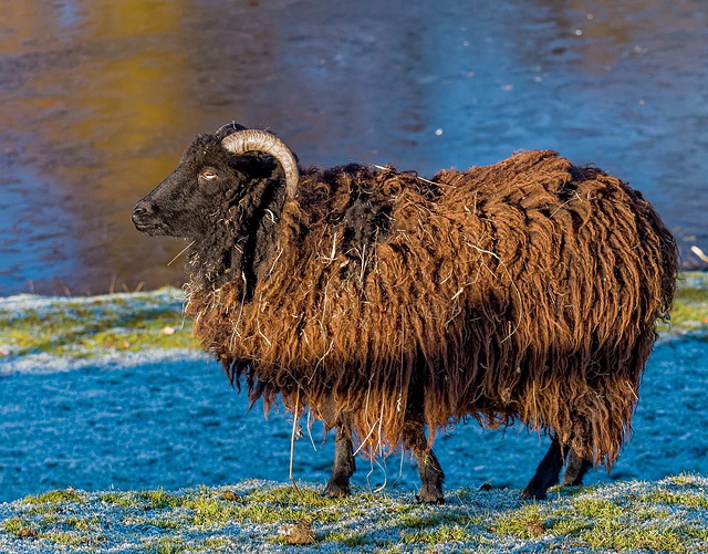 A Ramsay sheep