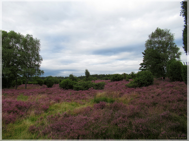 Rehrhofer Heide ➁