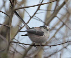 Schwanzmeise (Aegithalos caudatus)