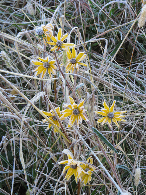 Heliopsis flowers with frost