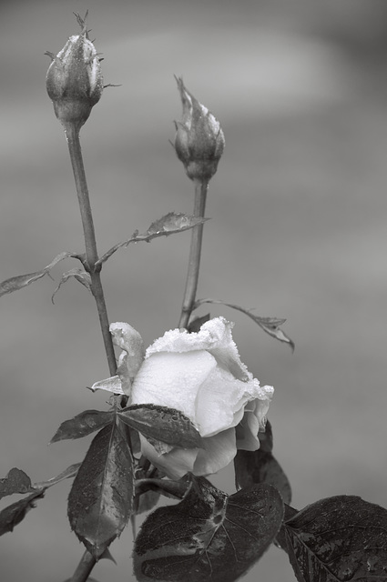 Frosty rose, December 2012